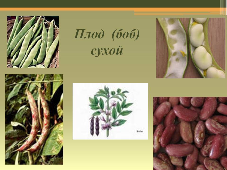 У какого растения образуется плод боб. Фасоль в стручках и плоды. Плод Боб биология. Фасоль плод Боб или стручок. Плоды фасоли Бобы.