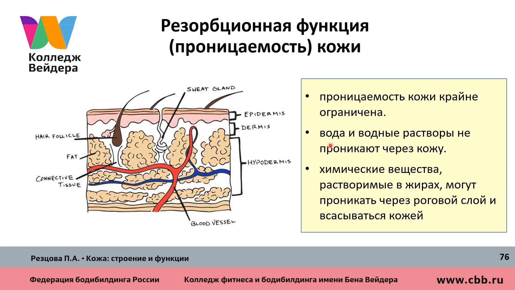 Составьте по тексту параграфа функции кожи план рассказа на тему значение кожи в терморегуляции