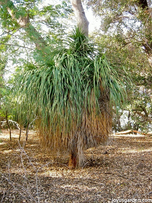 how-to-care-for-and-repot-a-ponytail-palm