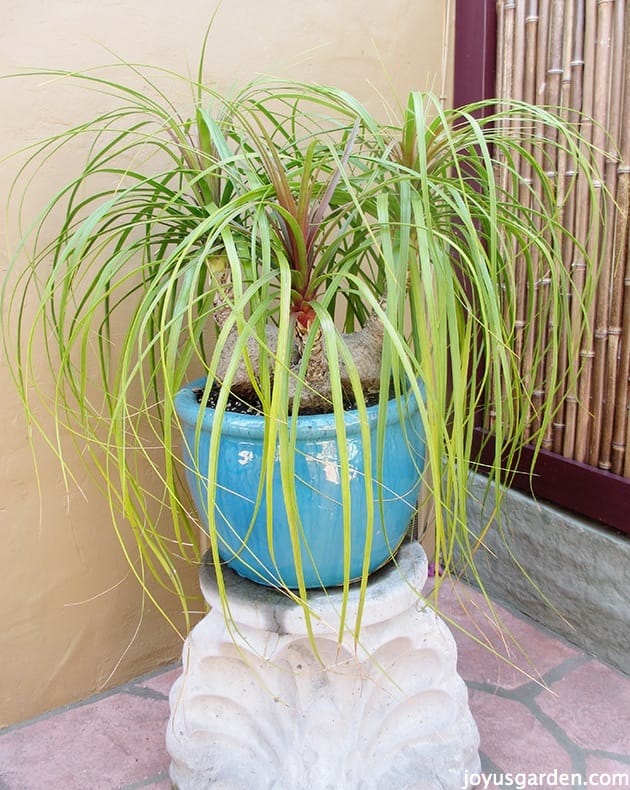 how-to-care-for-and-repot-a-ponytail-palm