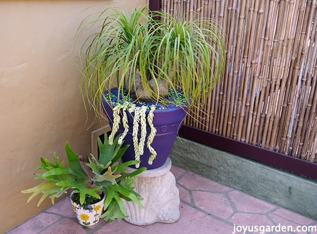 how-to-care-for-and-repot-a-ponytail-palm