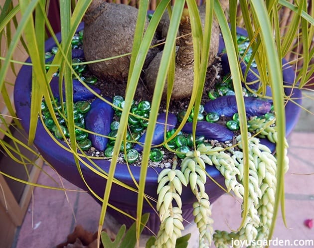 how-to-care-for-and-repot-a-ponytail-palm