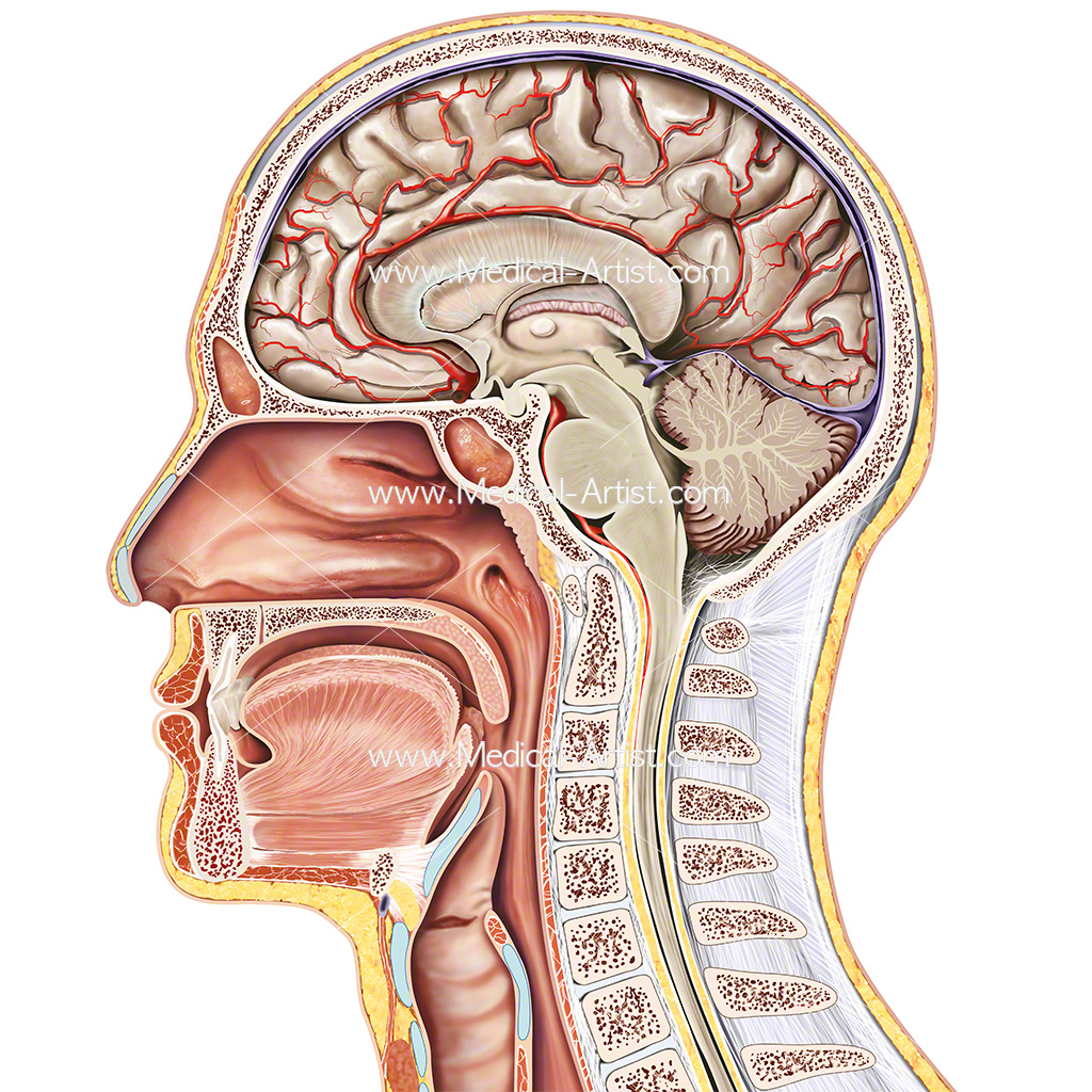 Мозг через рот. Сагиттальный разрез ЛОР органов. Анатомия носоглотки и ушей.