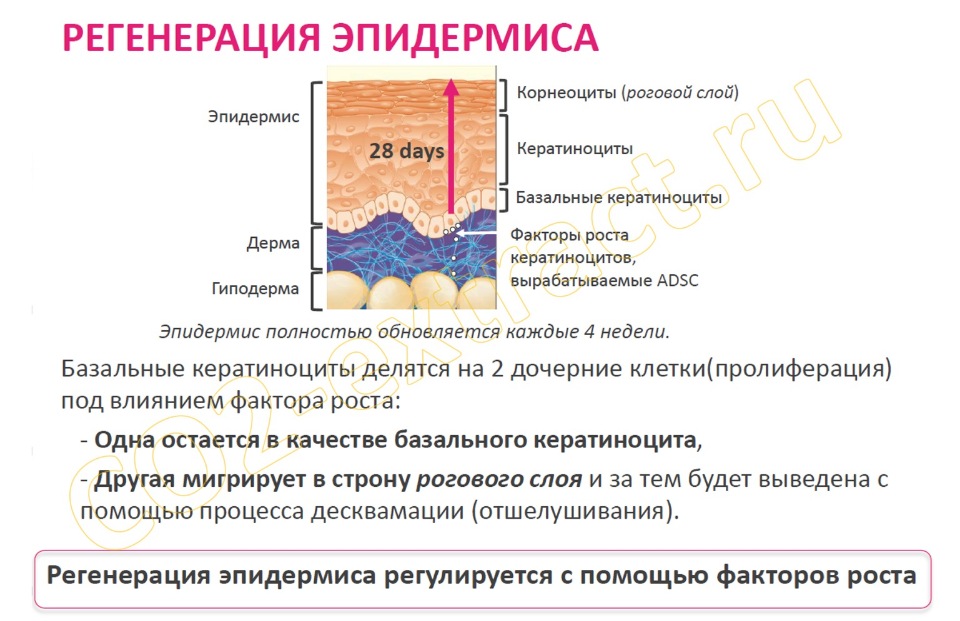 Регенерация кожи. Регенерация эпидермиса. Обновление эпидермиса кожи. Процесс регенерации эпидермиса. Эпидермис кожи обновляется.